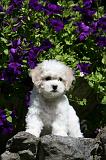 BICHON FRISE 533